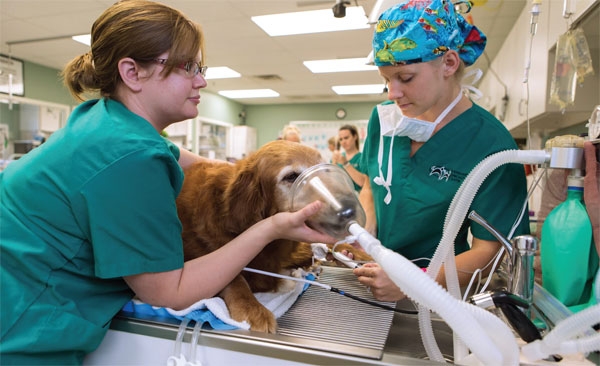 Canine patient being anesthetized