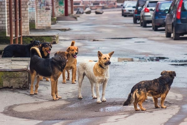 Stray dogs on a street