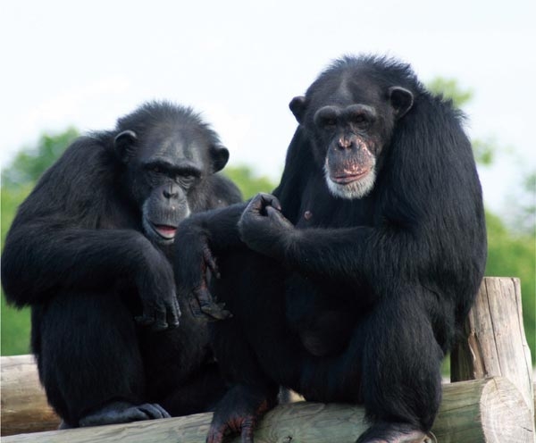 Two chimpanzees
