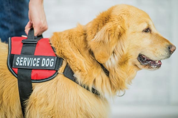 Service dog wearing a service dog vest