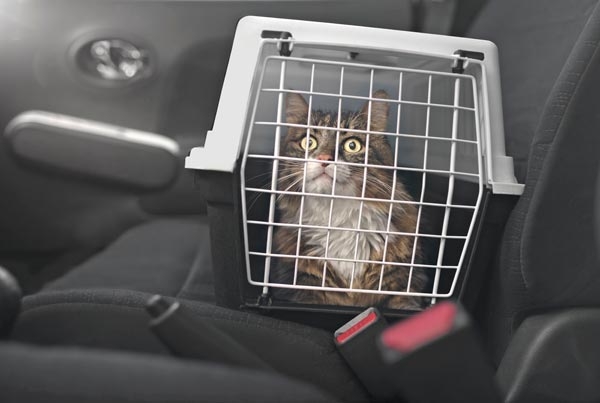 Cat in a transport crate