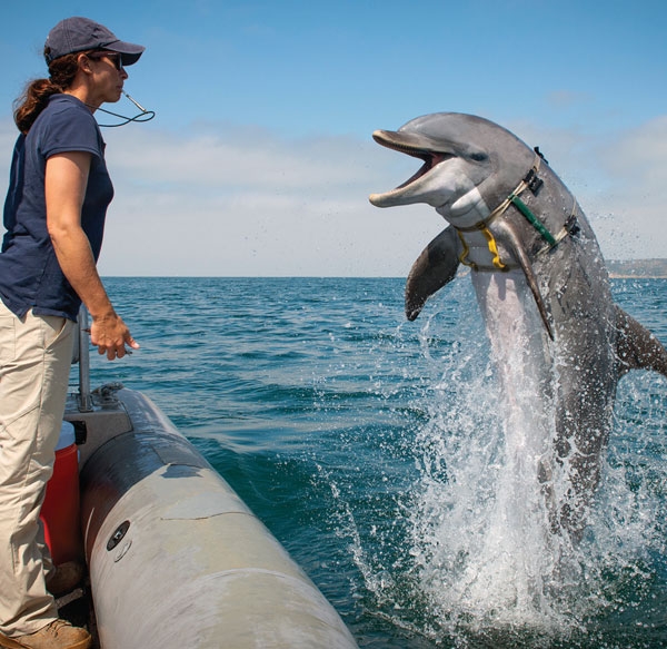 U.S. Navy Marine Mammal Program dolphin and trainer