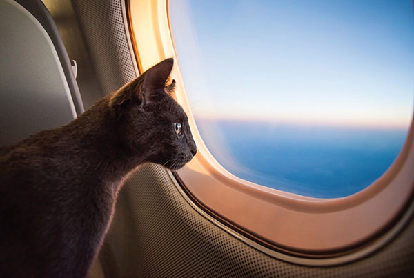 Cat looking out an airplane window