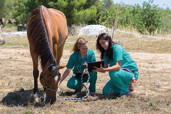 Two veterinarians in the field with a horse