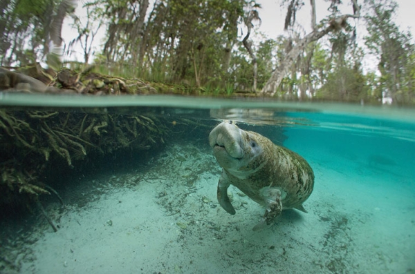 A Manatee in the Crystal River, Florida.