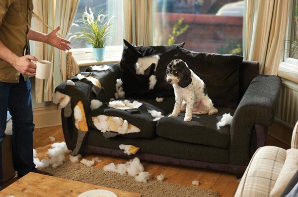 Dog owner and stressed dog in a room with a torn sofa