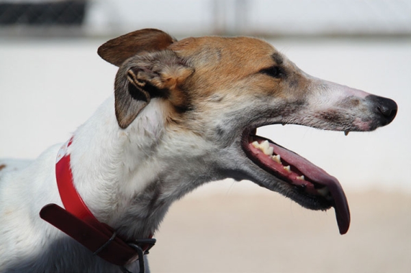 Head and neck right profile of a Greyhound