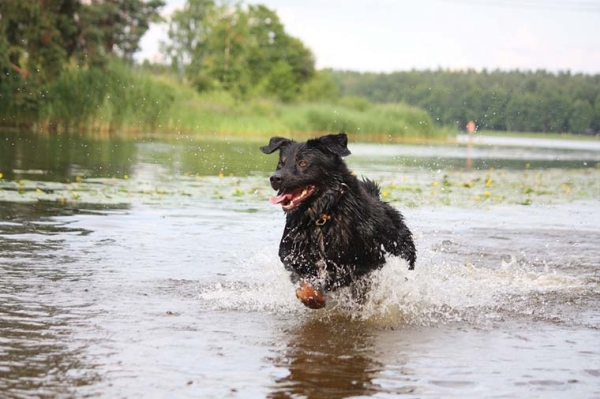 Dog running in a pond with an algal bloom