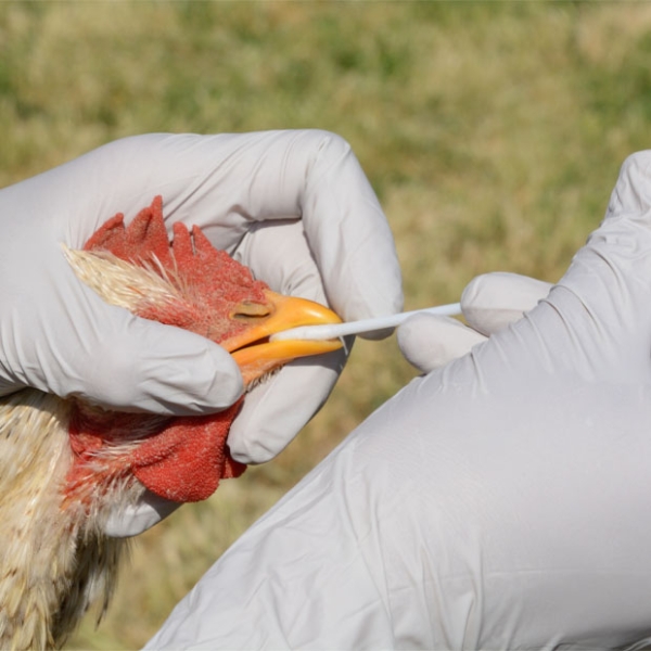 Rooster being tested for avian flu