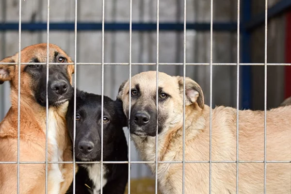 Three dogs housed together in an animal shelter enclosure