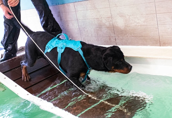 Rottweiler entering a rehabilitation pool