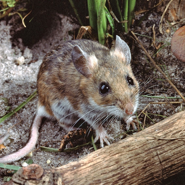 White-footed mouse