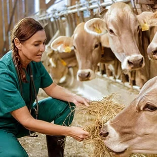 Veterinary professional with cattle 
