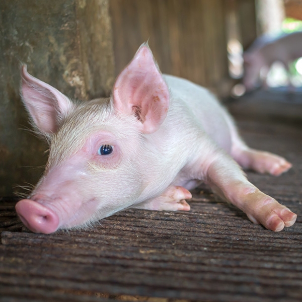 Pink piglet laying on the ground