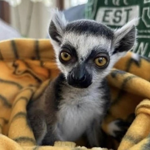 A baby ring-tailed lemur