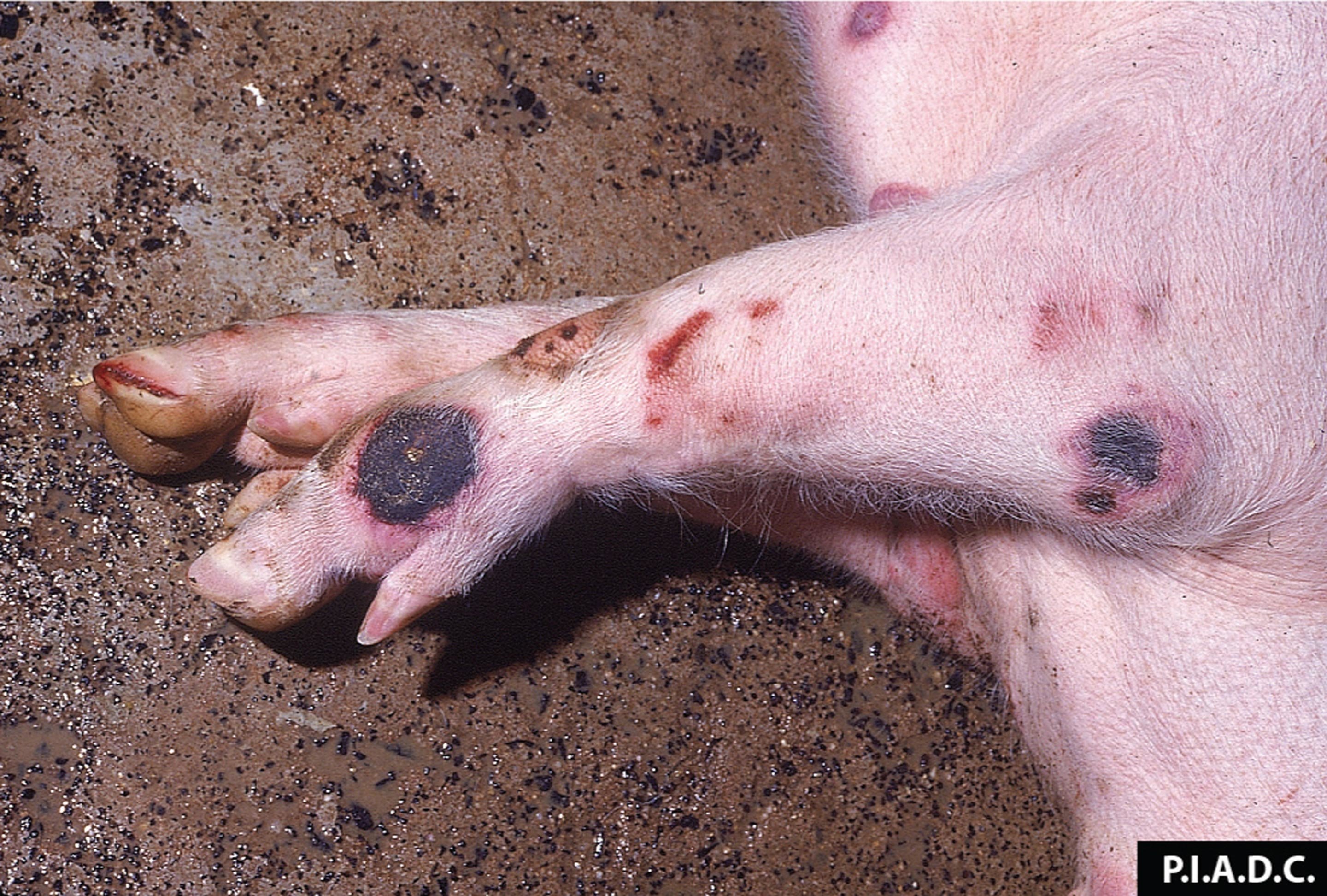 A pig's limbs with ASF lesions