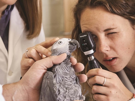 Veterinarian examining bird