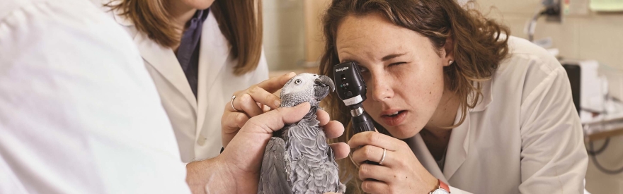 Veterinarian examining bird