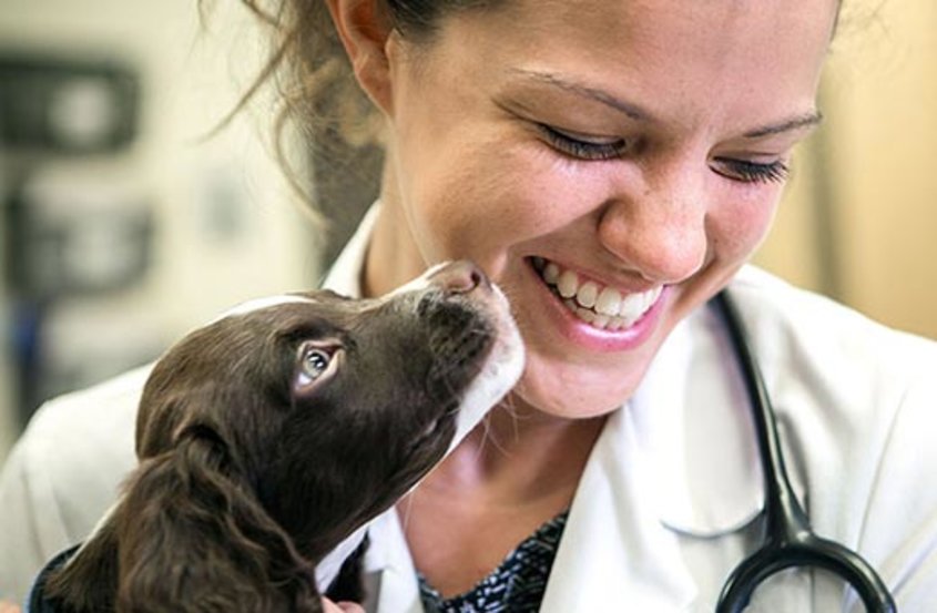 Veterinarians holds a dog